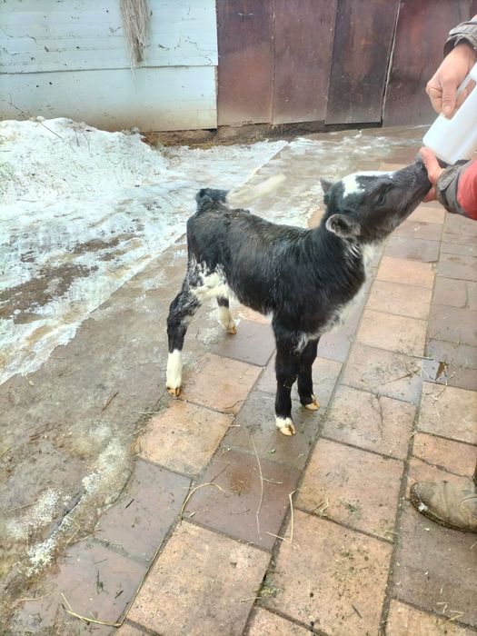 Продам телёнка бычка