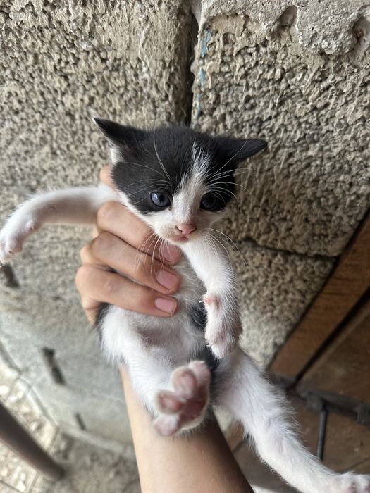 6 pui de pisica asteapta sa si gaseasca un adapost