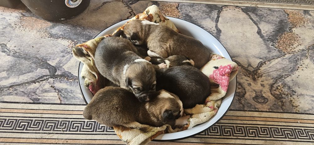 Собаки простые астана