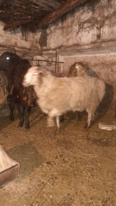 Продам 5 голов жирных баран