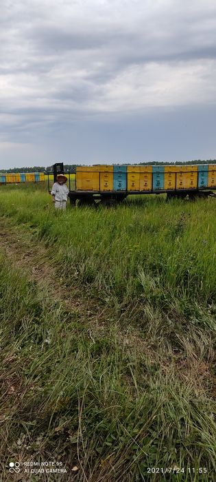 Продам мед донник , разнотравье, подсолнечный
