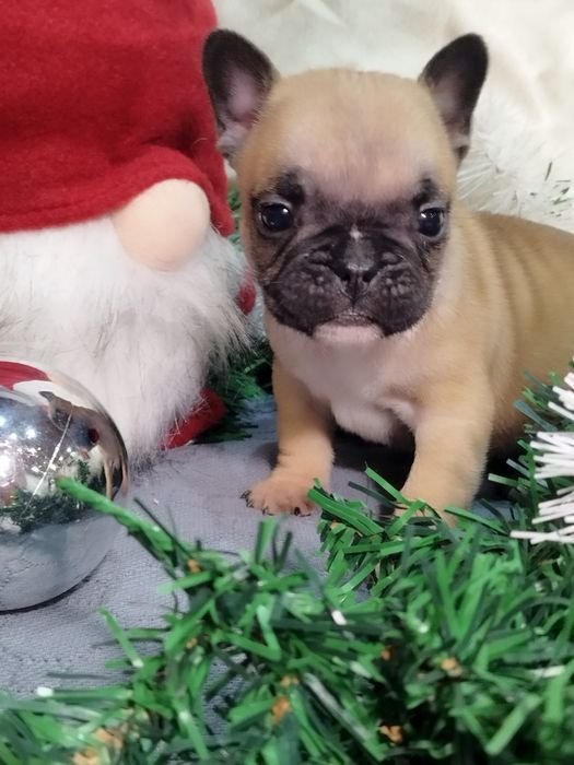 Френски булдог - бебета