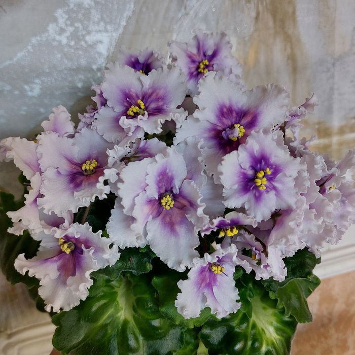 Листочек 500тг сортовые