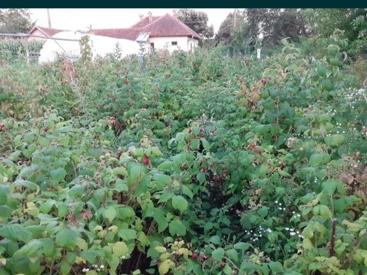 Butasi de zmeura soiul polka și polana