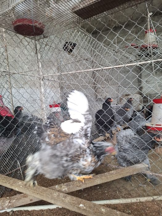 Brahma Albastru ,Negru,Portelan