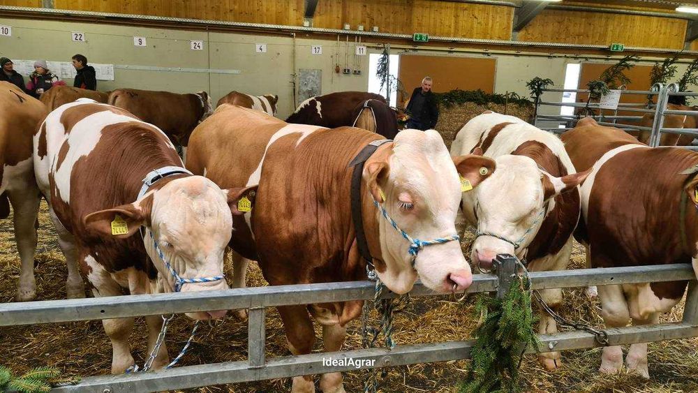 VILOFOSS mineral ozuqalari, Premiks