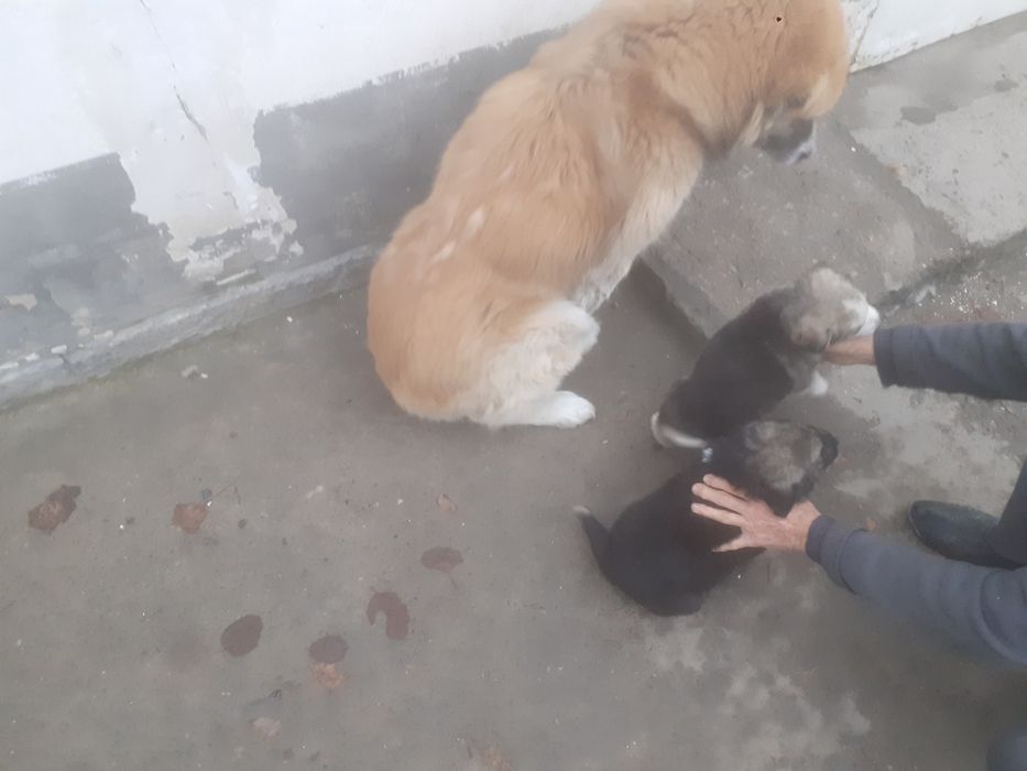 Продам щенки алабая