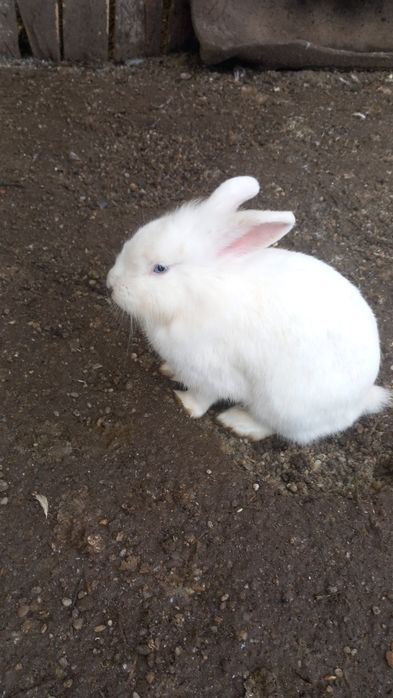 Vând sau schimb iepuri