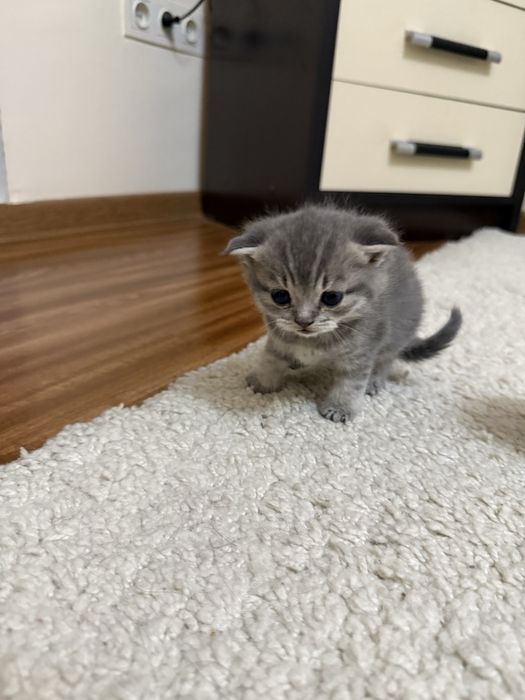 Продаётся котёнок, вислоухий шотландец