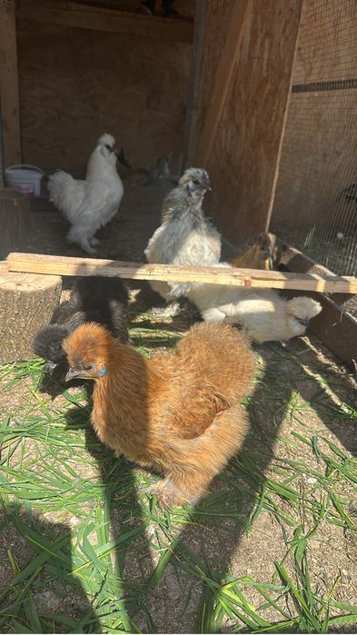 Disponibil ouă de incubat matase japoneză pret 8 lei buc