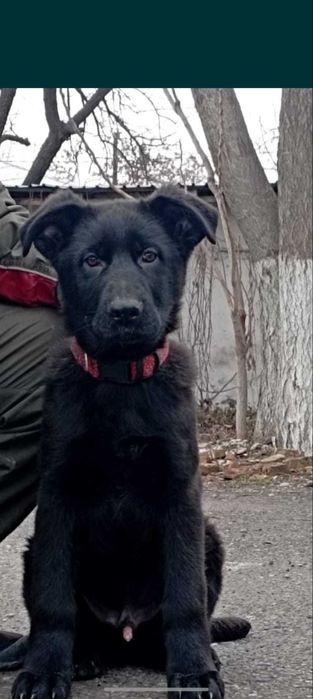 Немецки овчарка  мальчик 2-месяц