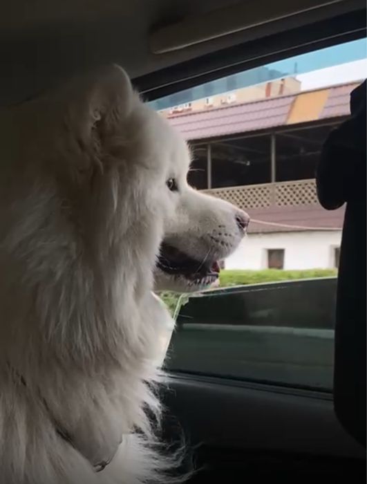 Выгул собак с любовью и заботой