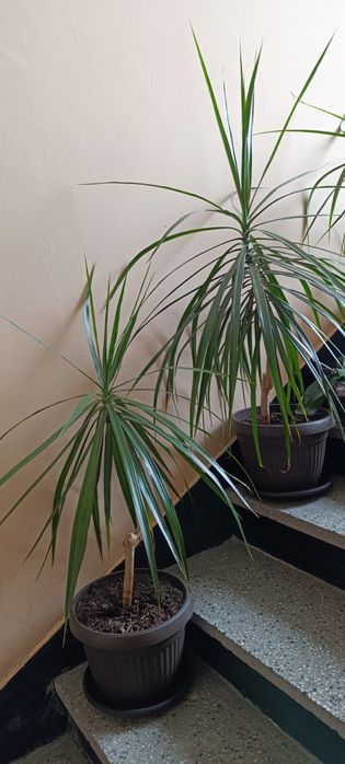 Саксийно цвете палма Драцена