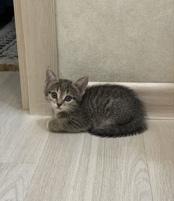 Отдам милых котят