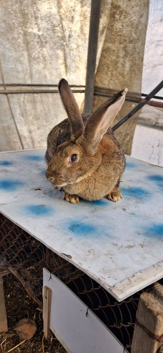 Iepuroaică de vânzare