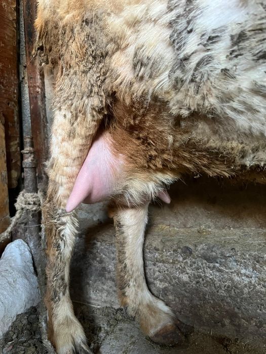 Сауынды тоқал ешкі, лағымен