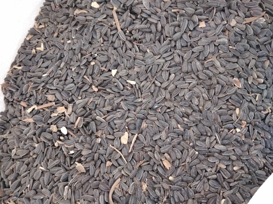 Vând Floarea Soarelui