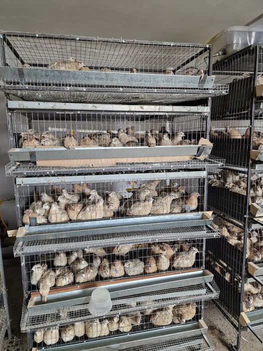 Клетка для перепел