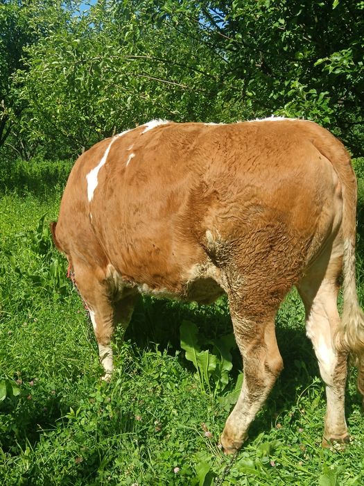 Preț fix Junca bălțată ro talie mare de 1 an și 6 luni gestantă in 2 luni
