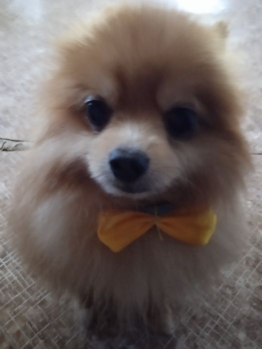 Пропала собака! Рыжий шпиц