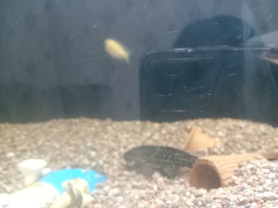 Продаётся рыбки аквариумные.