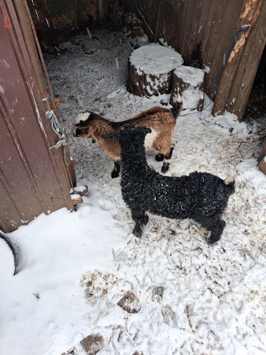20 Capre de vânzare /jumătate fătate