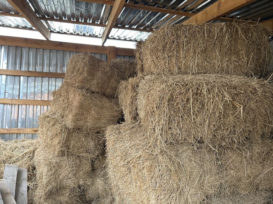 Жонышка. 40 пресс