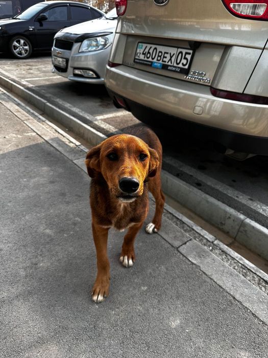 Щенок 5-6 месяцев