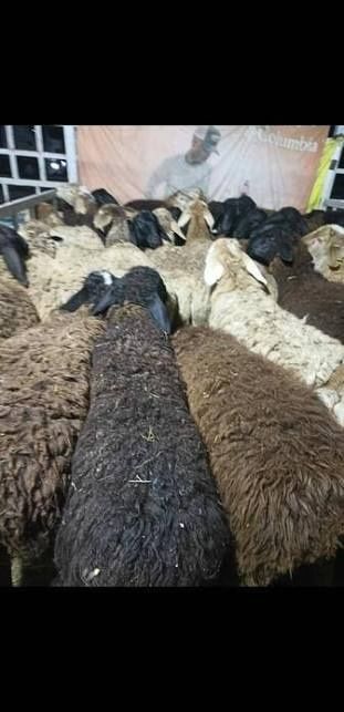 Қой Баран сатылады