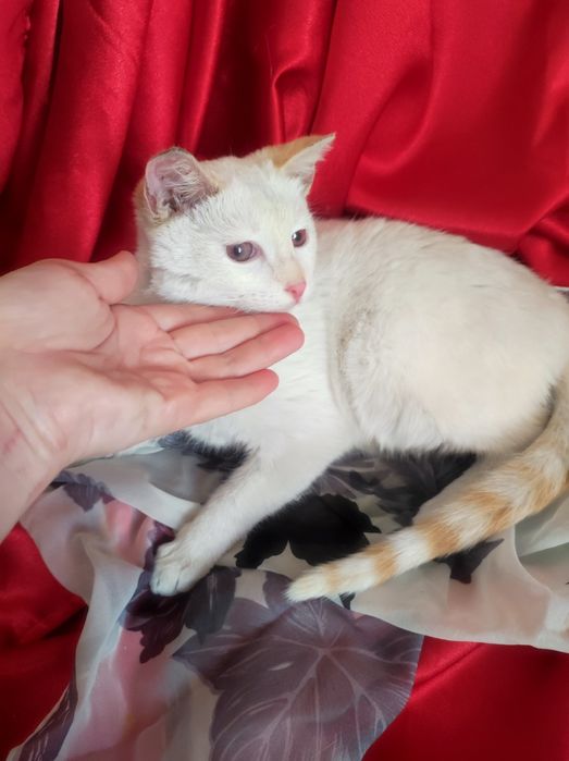 Котёнок мальчик 5месяцев