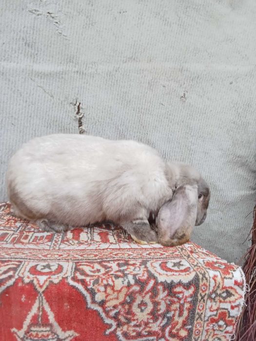 Vand iepuri berbec german