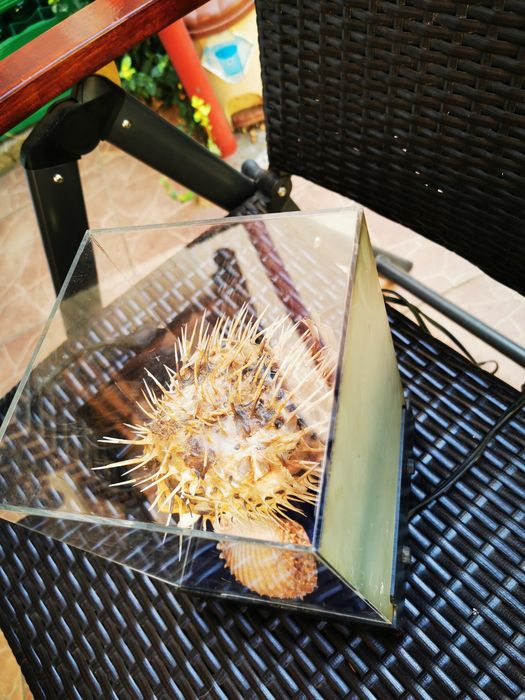 Vand lampa de veghe cu peste balon conservat foarte bine