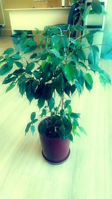 Фикус Бенджамина