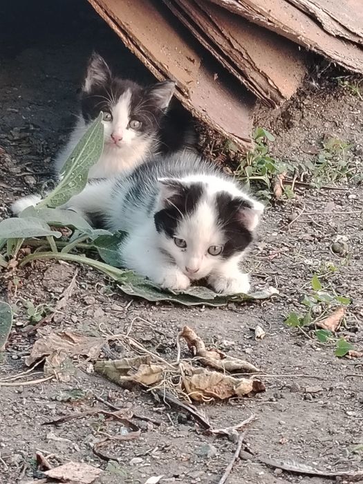 Отдам котят в добрые руки