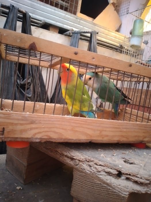 Продаёться  попугай