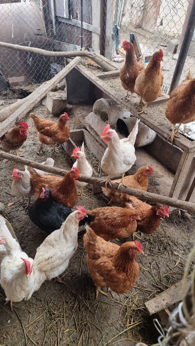 Продам инкубационные яйца