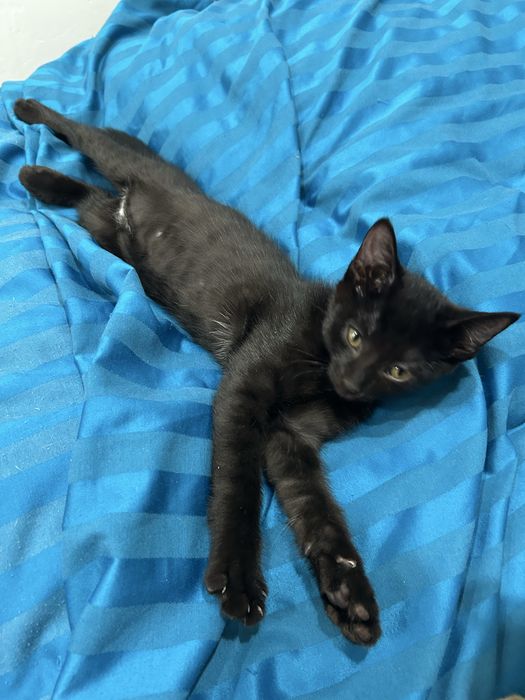 срочно отдаю котенка,девочка