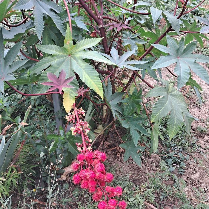 Семена от растение рицин