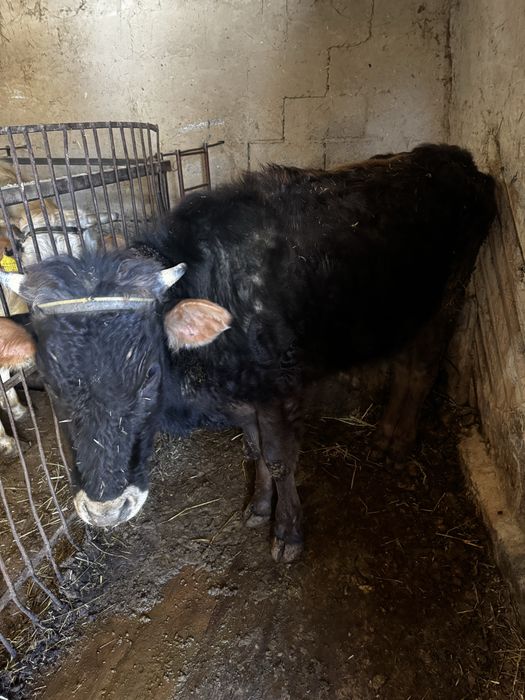 Продам телочку 2 года