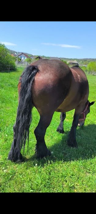 De vânzare iapă de cinci ani