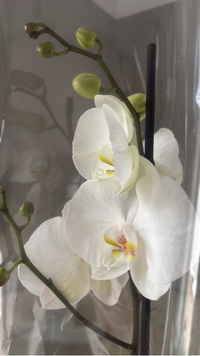 Орхидеи, орхидея 2 цветоноса! На подарок
