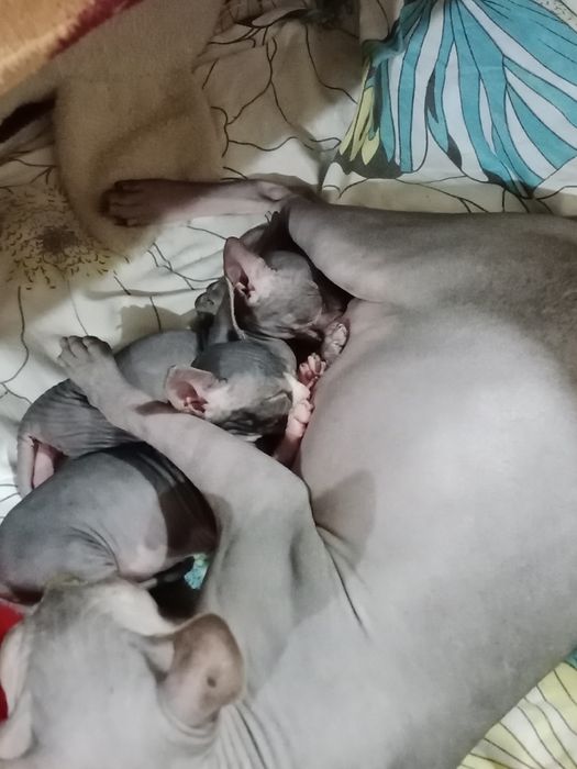 Конадский сфинкс.