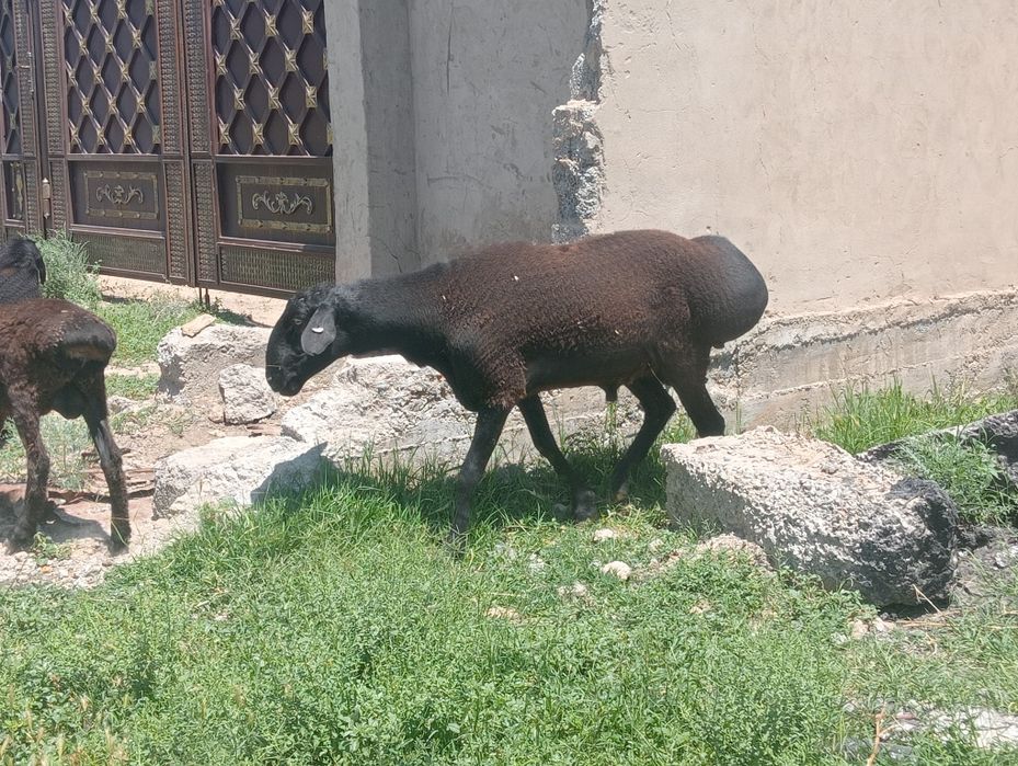 Дау Қошқар сатылады