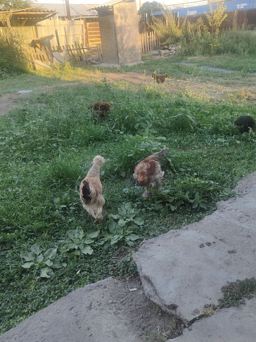 Продом  молодых петухов