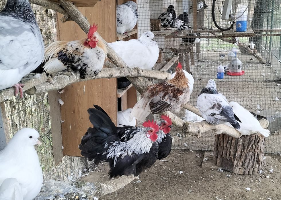 Cei mai mici cocoșei pitici