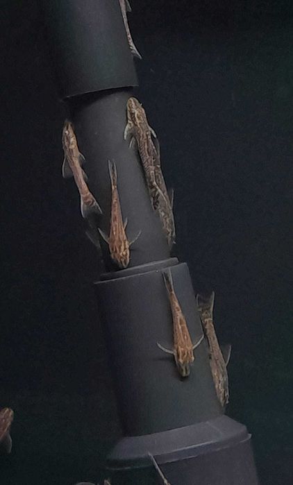 Всеки ден е черен петък!