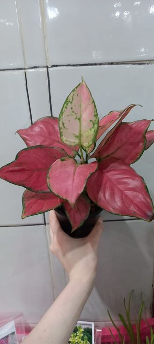 Продам комнатные растения