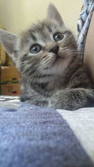 Отдам котенка в добрые руки