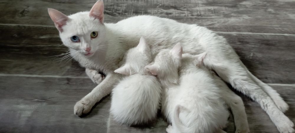 Продам котят ангорка.