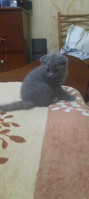 Котята Скоттиш фолд